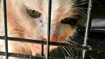 Zbiórka Gnił na ulicy pełnej ludzi - miniaturka zdjęcia