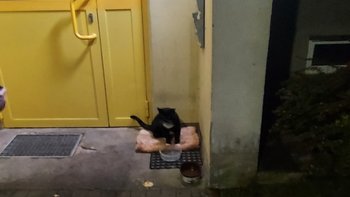 Zbiórka Chceli się go pozbyć - miniaturka zdjęcia