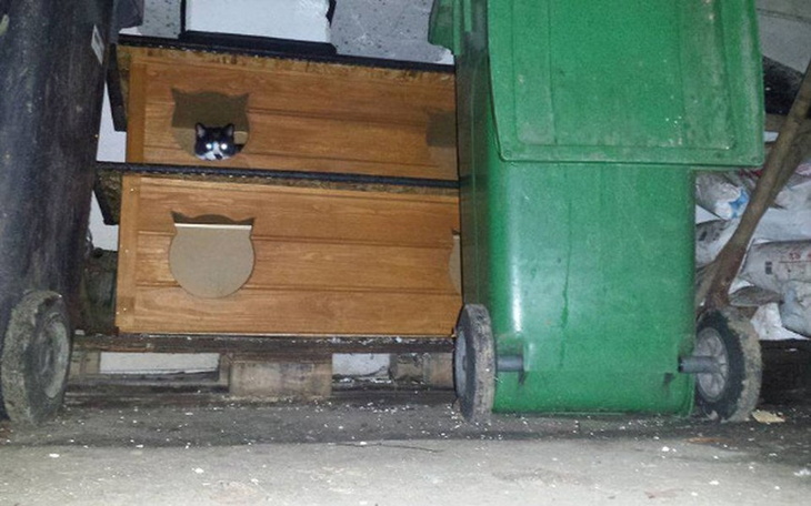 Zbiórka 11 kocurków potrzebuje pomocy - zdjęcie główne