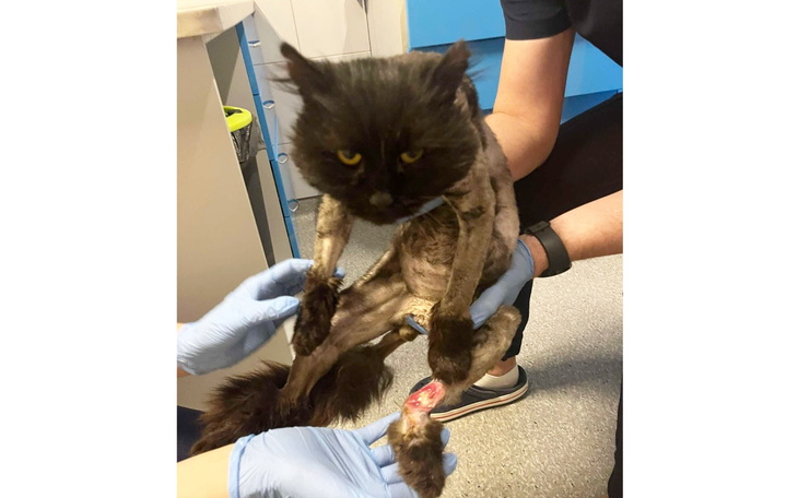 Weterynarze zajmujący się kotem z raną na łapie.