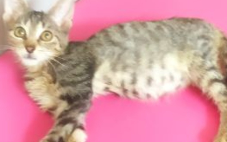 Zbiórka To malutkie serduszko chce bić - zdjęcie główne