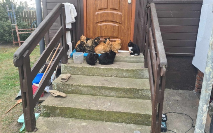 Grupa kotów siedzących przed drzwiami domu.