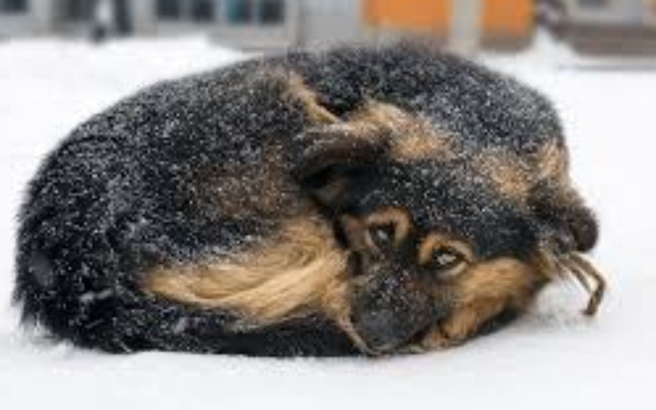 Zbiórka Na karmę dla bezdomnego psa - zdjęcie główne