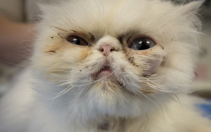 Biały kot z brudną sierścią, patrzący w obiektyw.