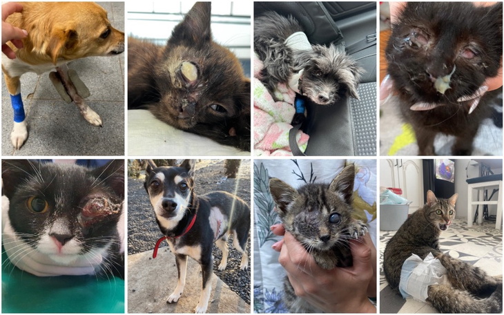 Pies z opatrunkiem na łapie, potrzebujący pomocy.