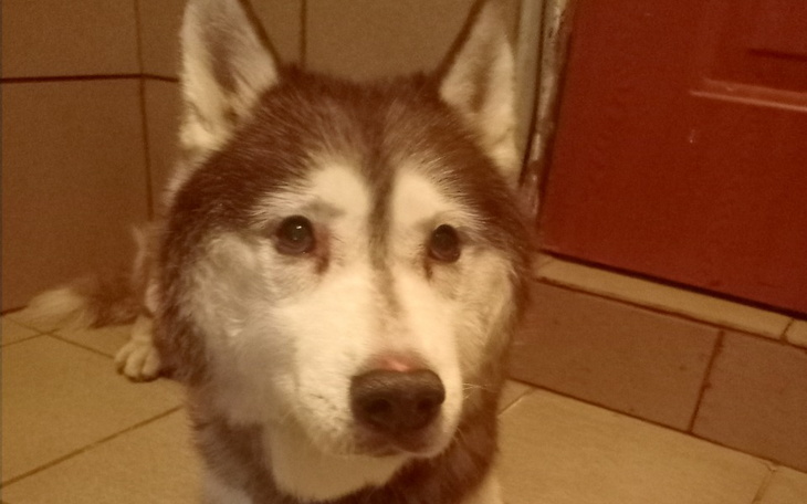 Zbiórka Na nowoczesny lek Librela - zdjęcie główne