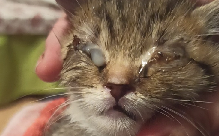 Kot z poważnymi problemami oczu w trakcie leczenia.