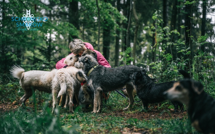 Zbiórka Schronisko dla schronisk - zdjęcie główne
