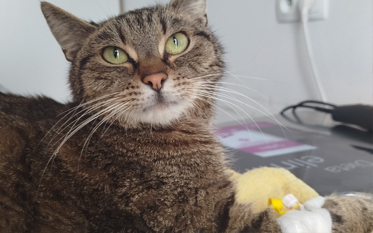 Zbiórka Na ratowanie życia kota Mruczka - zdjęcie główne