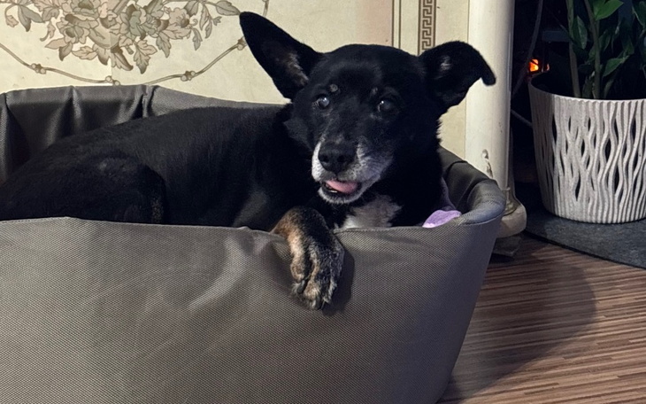 Zbiórka Operacja dla Klopsa - zdjęcie główne