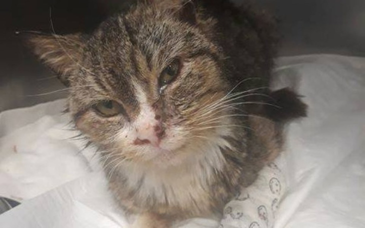 Zbiórka Skazany na ból - uratuj Brysia - zdjęcie główne