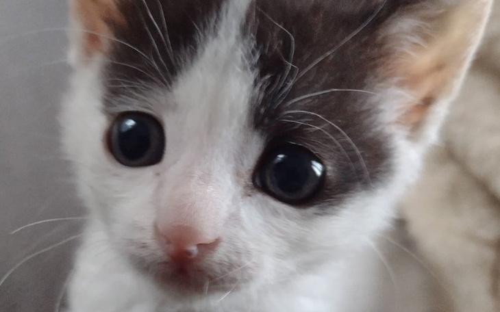 Zbiórka Podstępna choroba kociego dzieck - zdjęcie główne