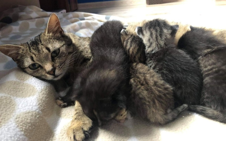 Zbiórka Lenka i dzieciaki - zdjęcie główne