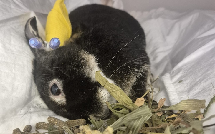 Królik z żółtym akcentem na głowie, jedzący siano.