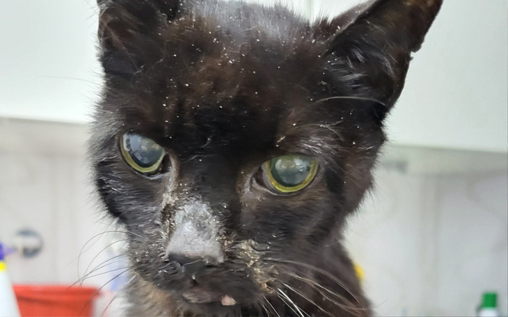 Czarny kot z brudnym pyszczkiem, patrzący w obiektyw.