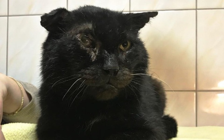 Zbiórka Godne życie bez bólu dla Mufasy - zdjęcie główne