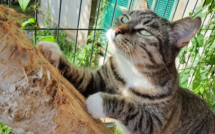 Zbiórka Zadłużona Kociarnia - zdjęcie główne