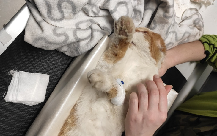 Zbiórka Lucuś walczy o życie - zdjęcie główne