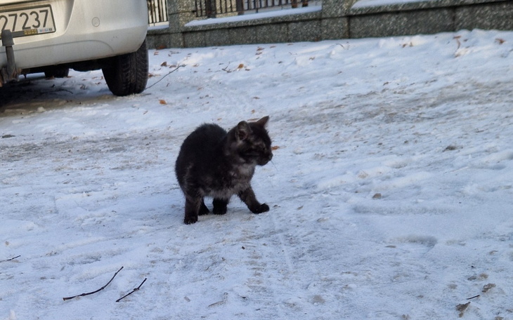 Mały kotek spaceruje po zaśnieżonym terenie.