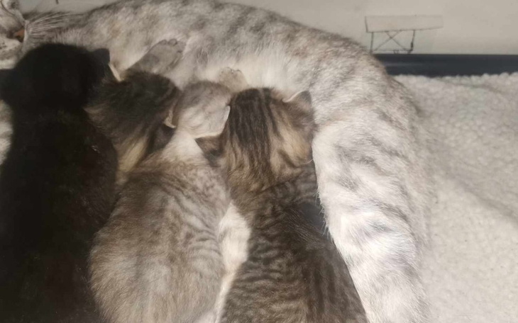 Zbiórka Wyrzucone Porzucone - zdjęcie główne