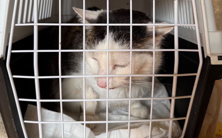 Kot w transporterze, z wyrazem twarzy pełnym spokoju.