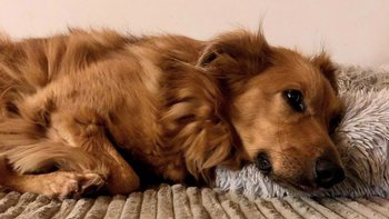 Zbiórka Pomóż w leczeniu Karola - miniaturka zdjęcia