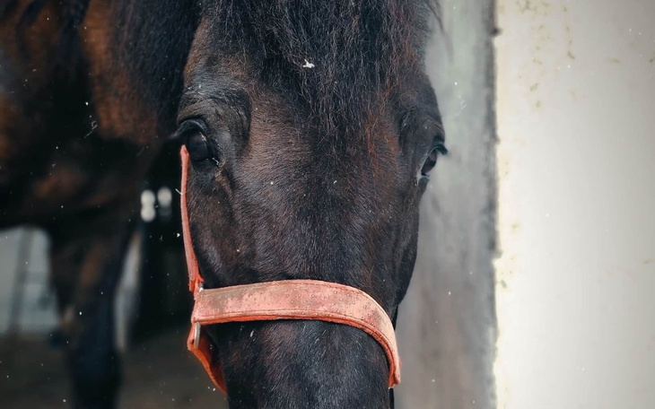 Zbiórka Żeby odzyskać wolność - zdjęcie główne