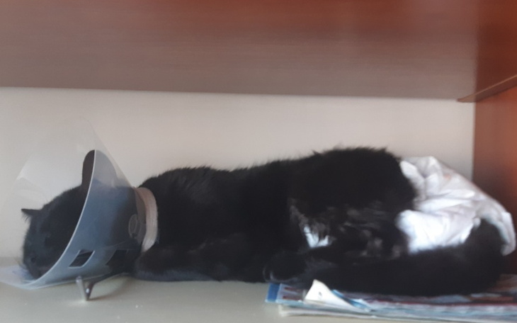 Zbiórka Leczenie Salema - zdjęcie główne