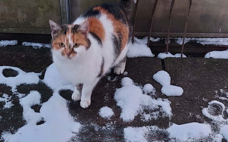 Zbiórka Działkowa kicia prosi o pomoc - zdjęcie główne