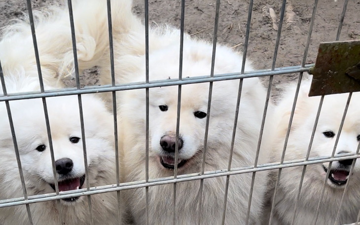Zbiórka Likwidacja fabryki samoyedów - zdjęcie główne