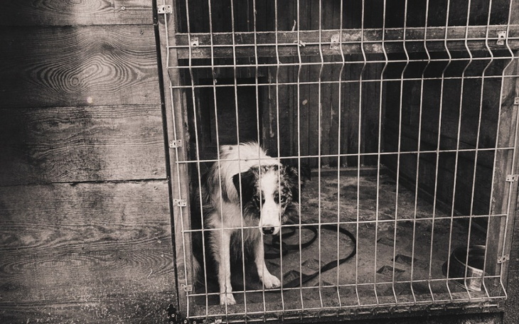Zbiórka Pomoc dla psów LSD Farm - zdjęcie główne