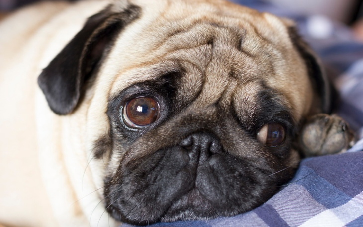 Zbiórka Animals shelter Promyk Gdańsk - zdjęcie główne