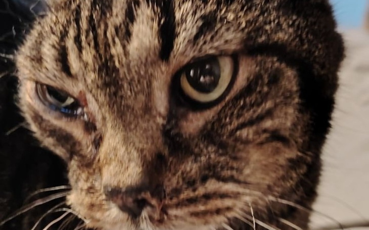 Zbliżenie na kota, z wyraźnymi detalami futra i oczu.