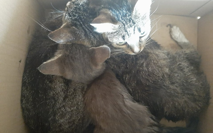 Zbiórka KOCIA TRAGEDIA na każdym rogu - zdjęcie główne