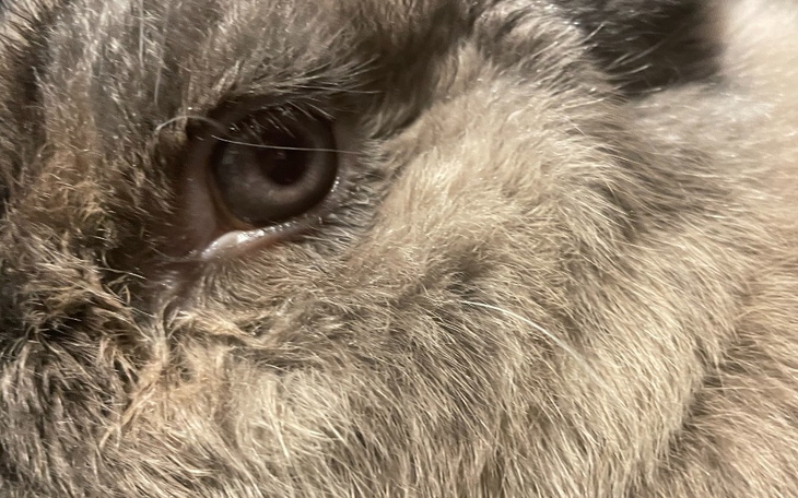 Zbiórka Króliki z piekła zwierząt - zdjęcie główne