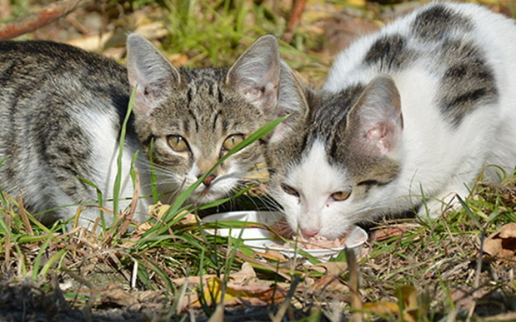 Dwa koty jedzące z miski na trawie.