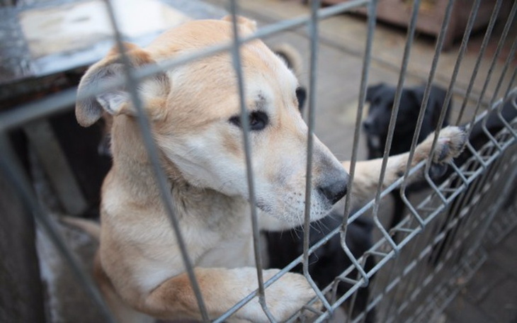 Zbiórka Schronisko dla zwierząt w Łodzi - zdjęcie główne