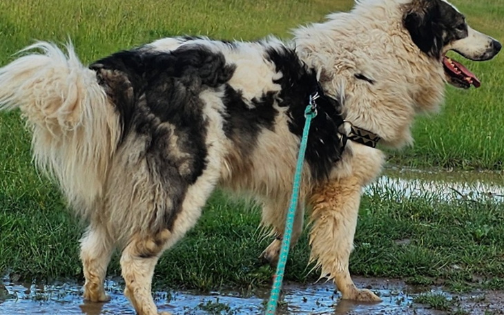 Zbiórka Ulżyjmy Toresowi - zdjęcie główne