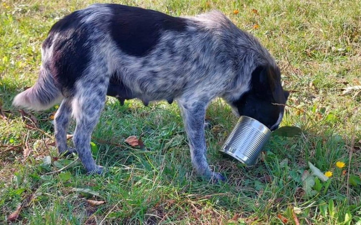 Zbiórka Karma dla wyrzuconej rodziny - zdjęcie główne