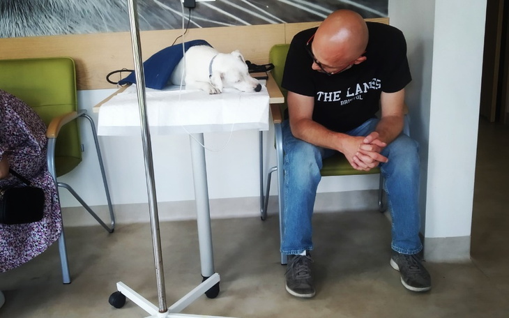 Zbiórka Zabieg więzadła dla Rockyego - zdjęcie główne