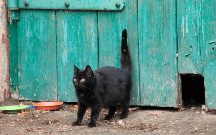 Zbiórka Domki dla kotów wolnożyjących - zdjęcie główne