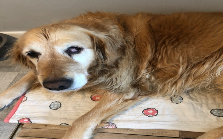 Zbiórka Operacja oka psa - zdjęcie główne