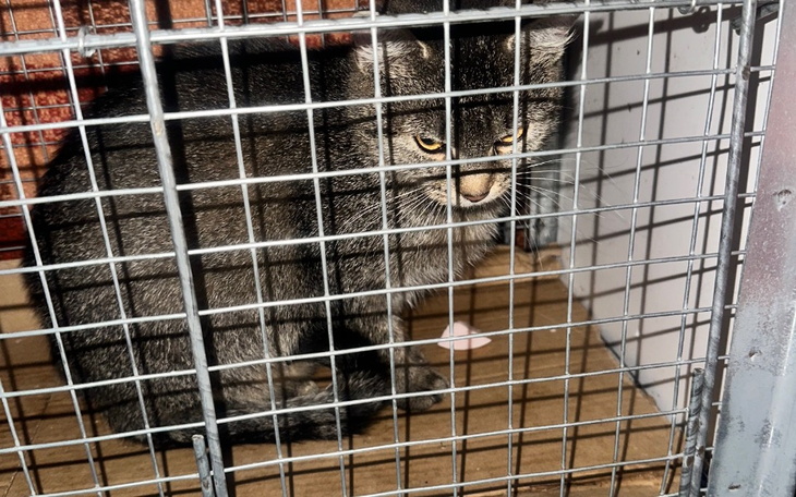 Zbiórka Ogonki proszą o pomoc - zdjęcie główne