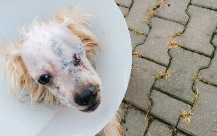 Zbiórka Pomóżmy suni bez oka... - zdjęcie główne