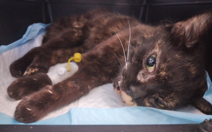 Zbiórka Kotka Otylia - zdjęcie główne