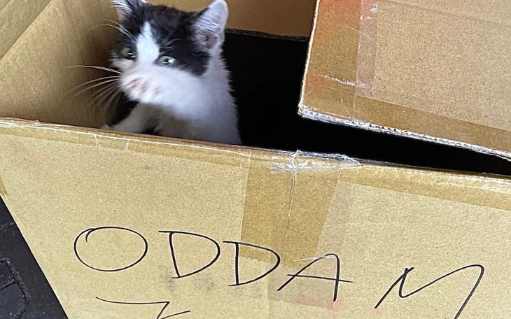 Kotek w kartonie z napisem 'ODDAM'.