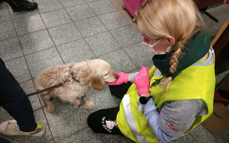 Zbiórka Pomoc zwierzętom podczas podróży - zdjęcie główne