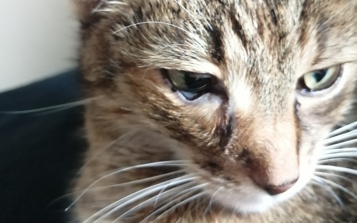 Zbiórka Kizia potrzebuje pomocy, pilnie - zdjęcie główne