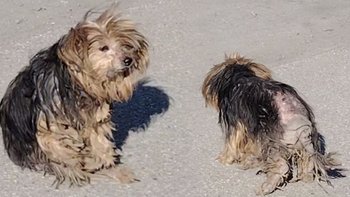 Zbiórka Wyrwana z oparów patologii - miniaturka zdjęcia