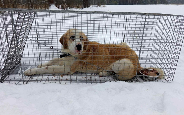 Pies w klatce na śniegu, odpoczywający w zimowej scenerii.